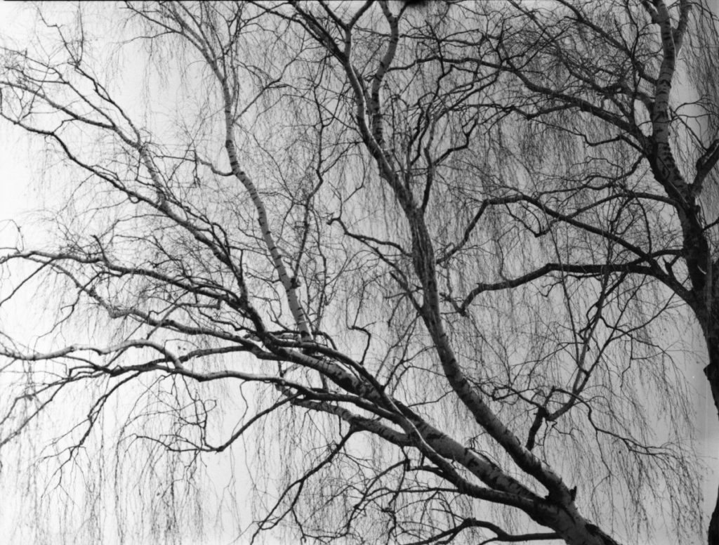 Ein Birkenbaum auf analogen Film mit hängen Zweigen