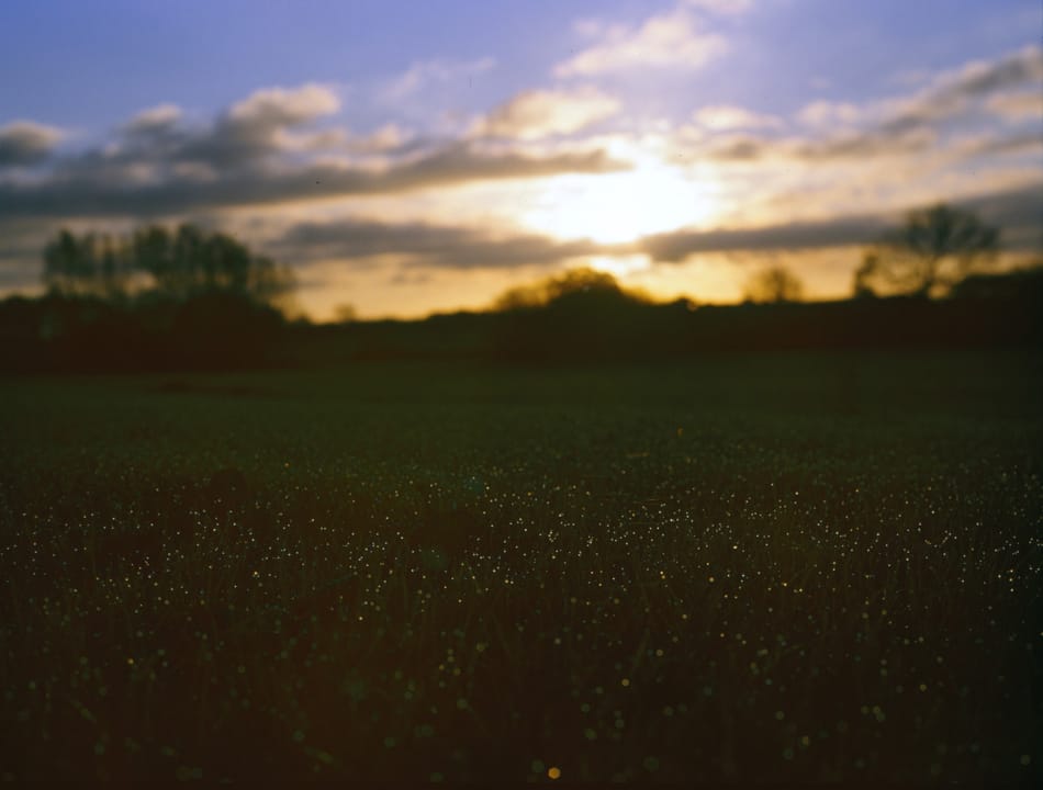 Sonnenaufgang mit Fokus auf Tautropfen auf Gras